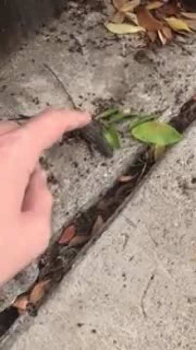 Friendly lizard :)