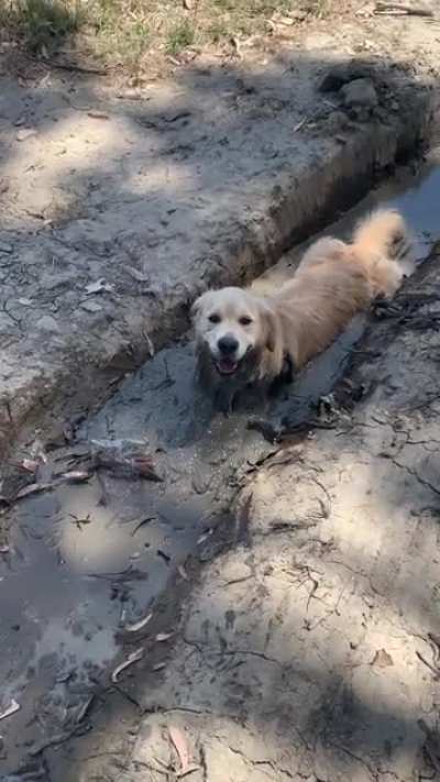 My Golden Being a Golden - &ldquo;Summers day? Pfffft I&rsquo;m gonna get my muck on bros&rdquo;