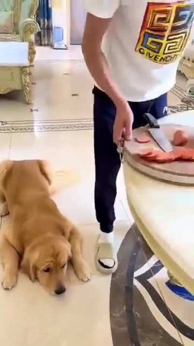Clever doggo