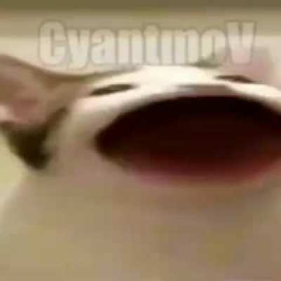 Porque eu t&ocirc; rindo disso