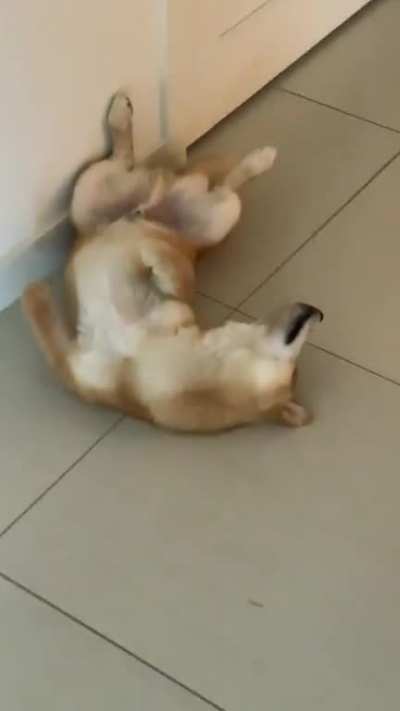 Sometimes we can't tell if Leo is dead or dead asleep.