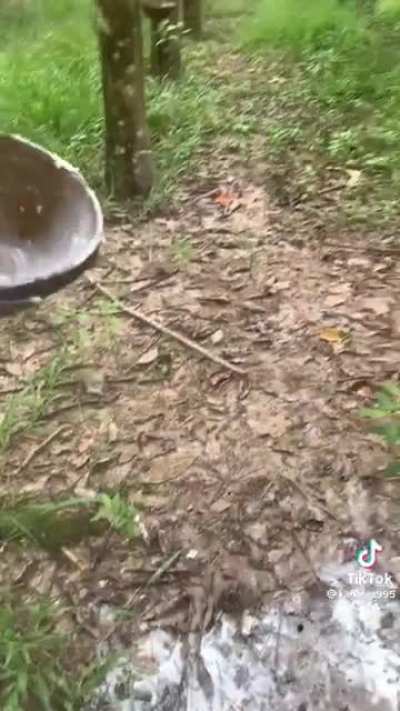 Harvesting rubber