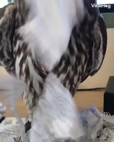 Сов