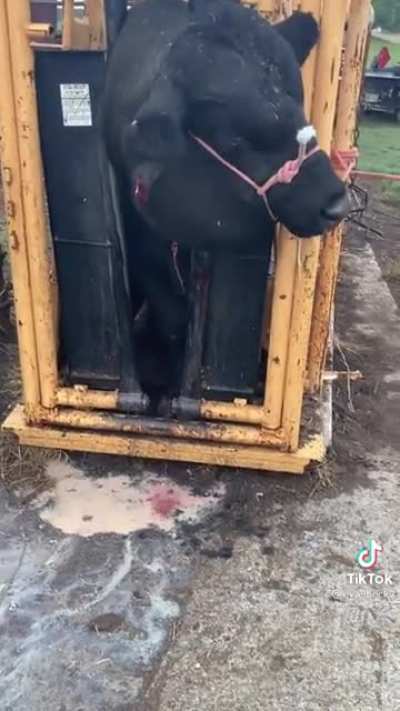 Curing abscesses in a bull