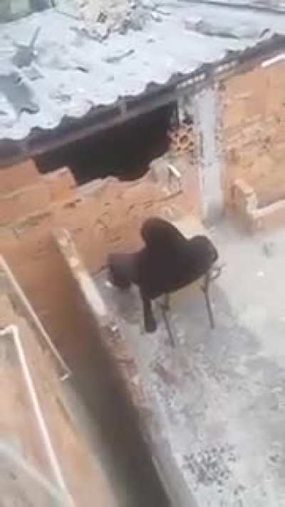 bonk