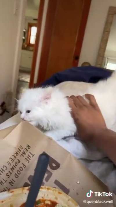Cat screams are probably the best screams tbh - via quenblackwell on tiktok