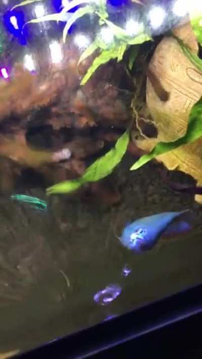 Meet my powder blue gourami, Ginzo