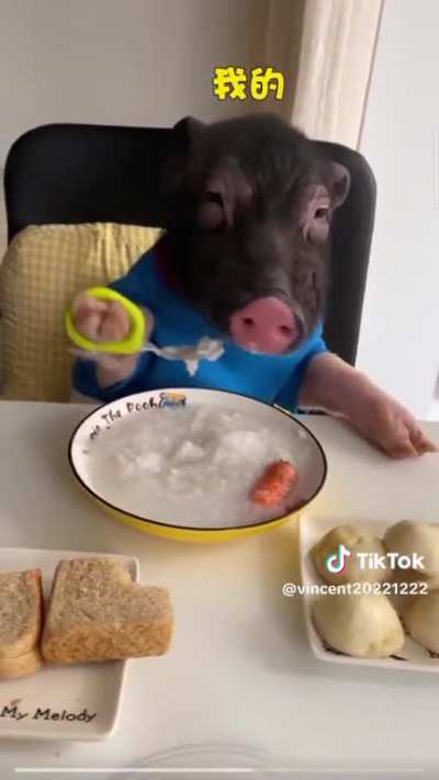 Pig eating with a spoon and being protective of it&rsquo;s food