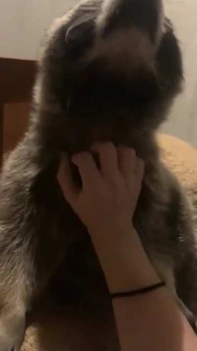He loves da scratches
