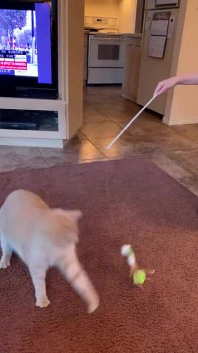 From 22 lbs down to 16 lbs, he&rsquo;s started running after toys again!