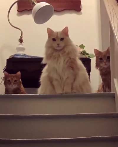 The council sits in judgement