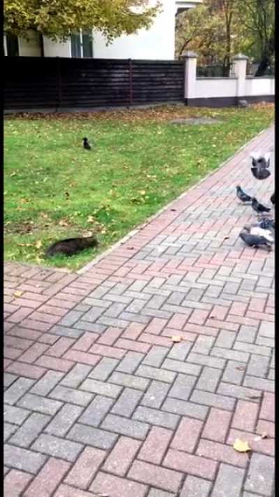 The cat caught pigeon. Kaliningrad, Oct. 2021