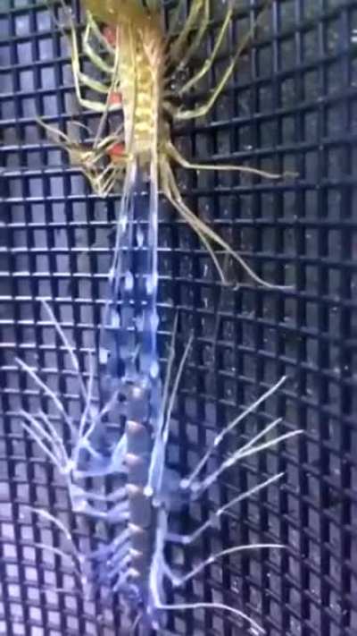 House centipedes shed their skin multiple times