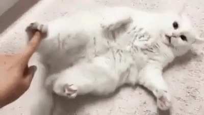 Cat.exe has stopped working and needs to be restarted