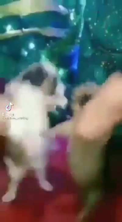 Perros pansones