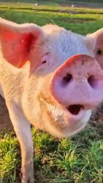With Extra Piggy Power🐷