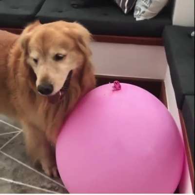 To exercise, to play? What is the dog is trying to do?