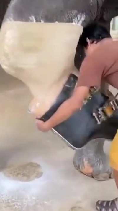 Bilin&ccedil; altımı sikeyim, ilk izlediğimde filin yarrağına kondom takılıyor sandım aq :D...