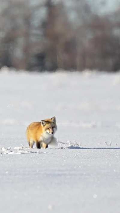 My Red Fox Encounter!