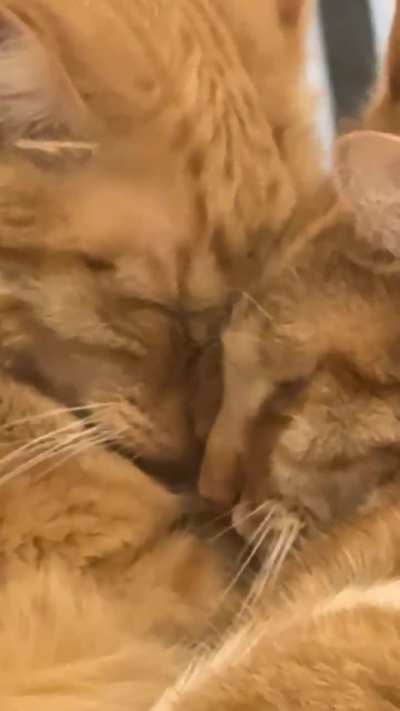 Miso & Mango joining forces to briefly form a single braincell