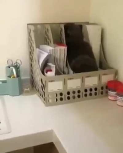 Cats are liquid