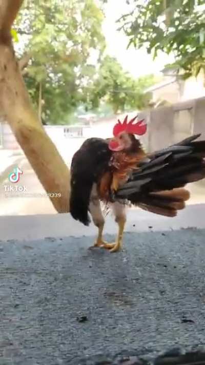Kaslı ve g&ouml;tten bacaklı horozz