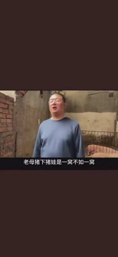 高效養豬