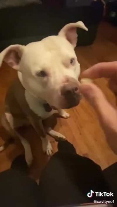Dogs aren&rsquo;t supposed to eat Jelly Beans