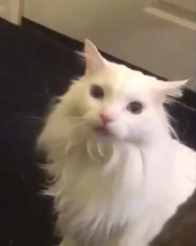 Nyaa