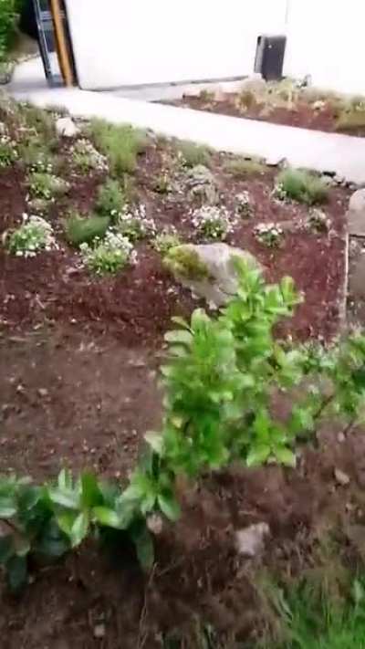 Guy stuck in a wall