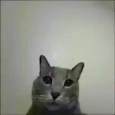 🐱🐱🐱🐱