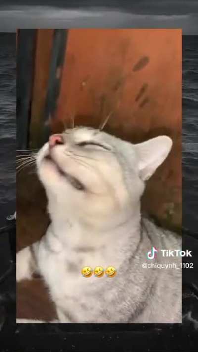 😺
