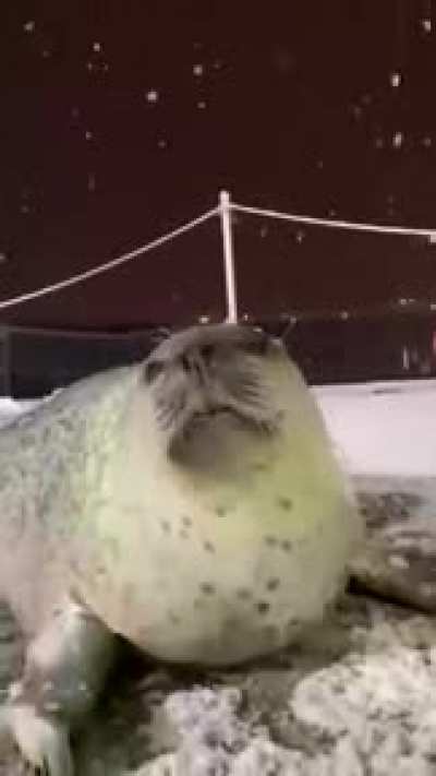 Happy seal in snow