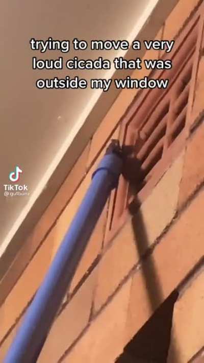 does this count as a scream?
