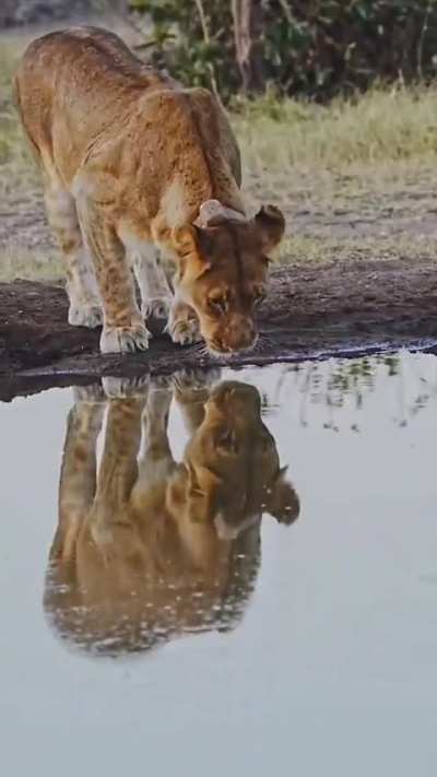 Lioness checking out a watering hole