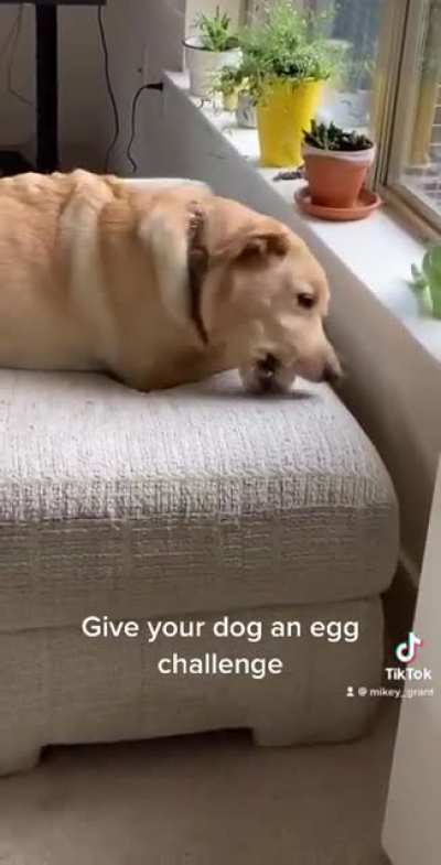 The Egg Challenge Lab Edition
