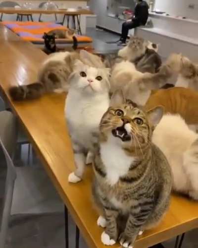 "Please play with us."