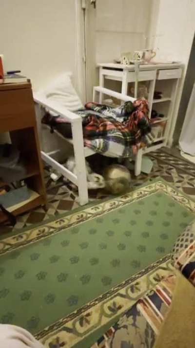 Mr BunBun is a natural talent