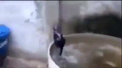 Cat becomes dumber every jump he takes