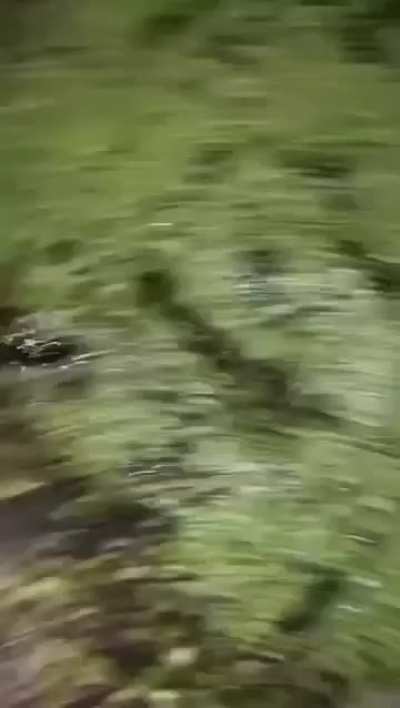Catchin' frogs