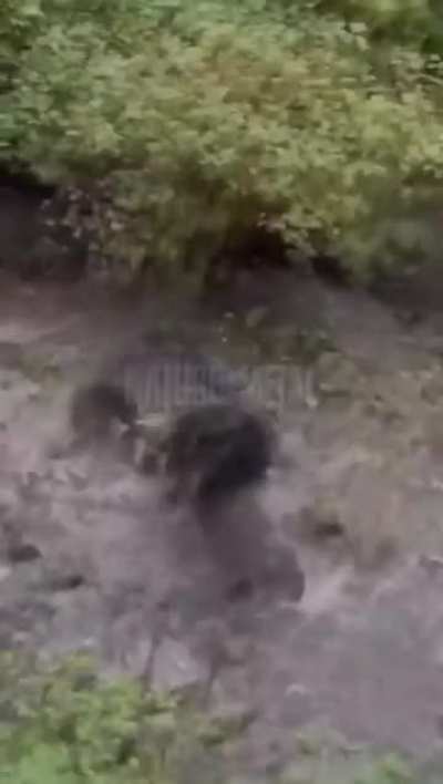 Baby bear shows off his catch to the wrong mom