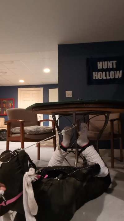 Hogtied to the table