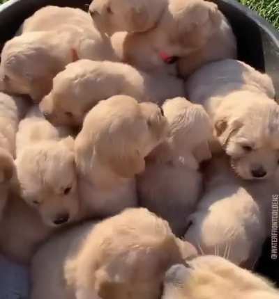A full bucket of Gold&amp;lt;3 (heaven)