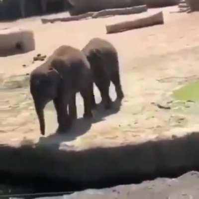 Dumbo is a dick!