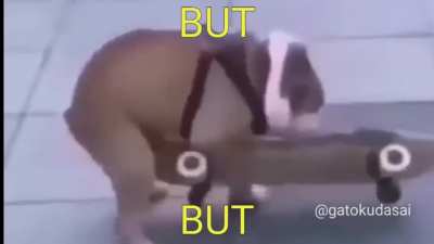 Perrito pajin