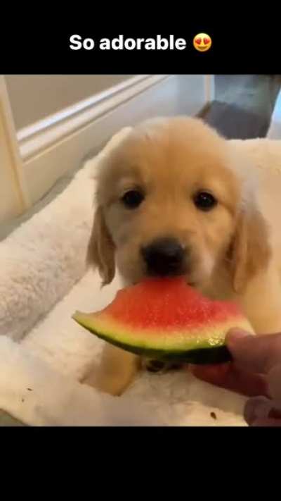 Adorable