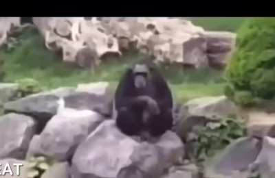 When a Monkeydonian and a C*oat have a child 🙄