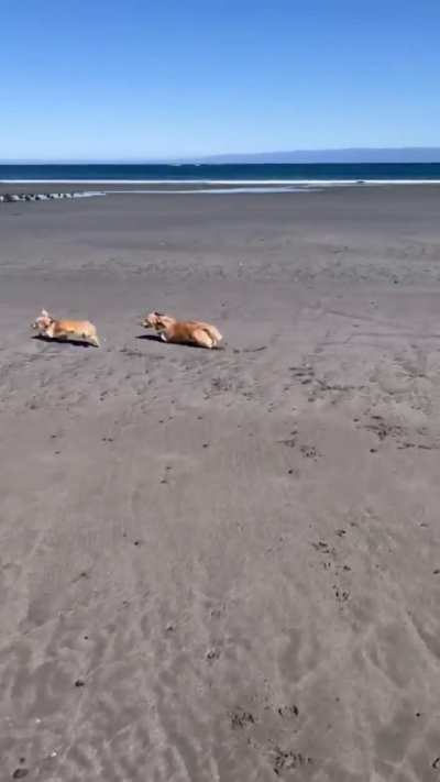 Resident Dog Welcomes The New Puppy