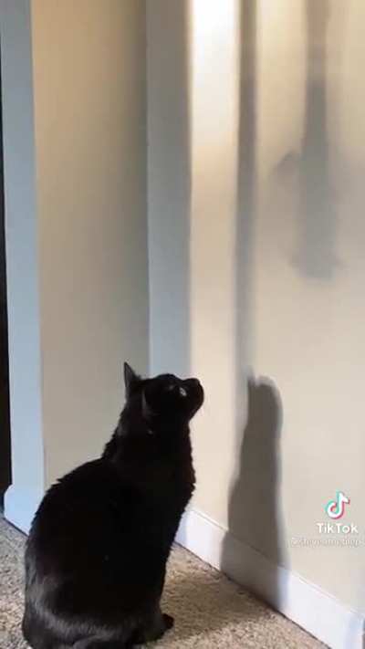 Cat vs bird