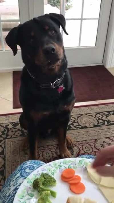 This rottweiler wants cheese but passes on the vegetables